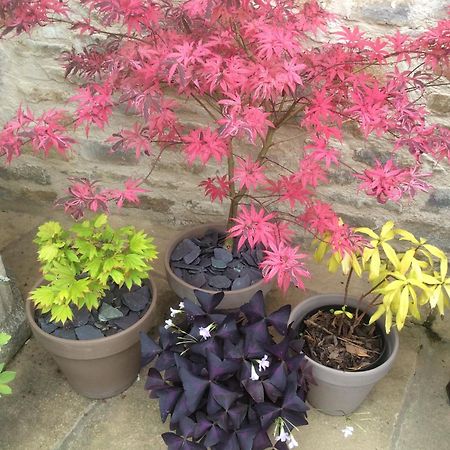 Bed and Breakfast Quiet Woman House Halstock Esterno foto